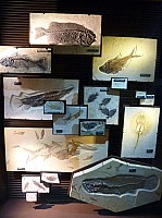 Fosile butte (3).JPG